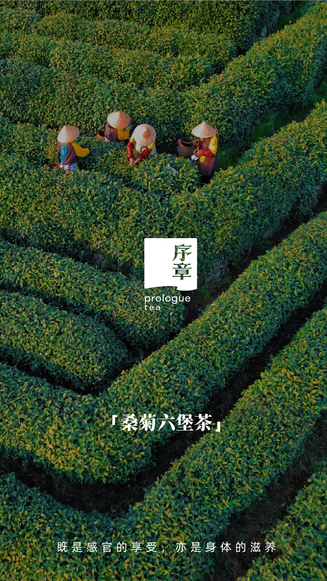 桑菊六堡推拉盒_画板 1 副本 8.jpg