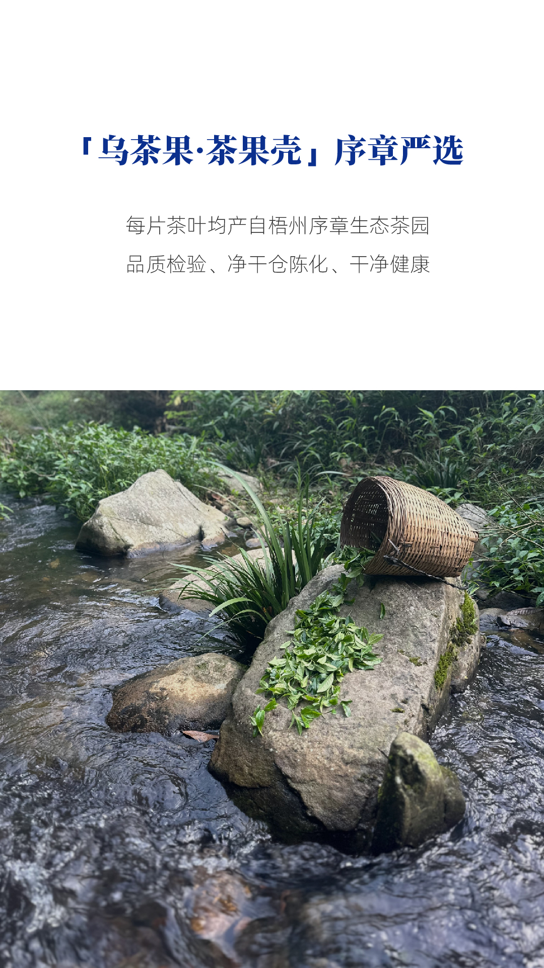 茶果壳_画板 1 副本 3.jpg