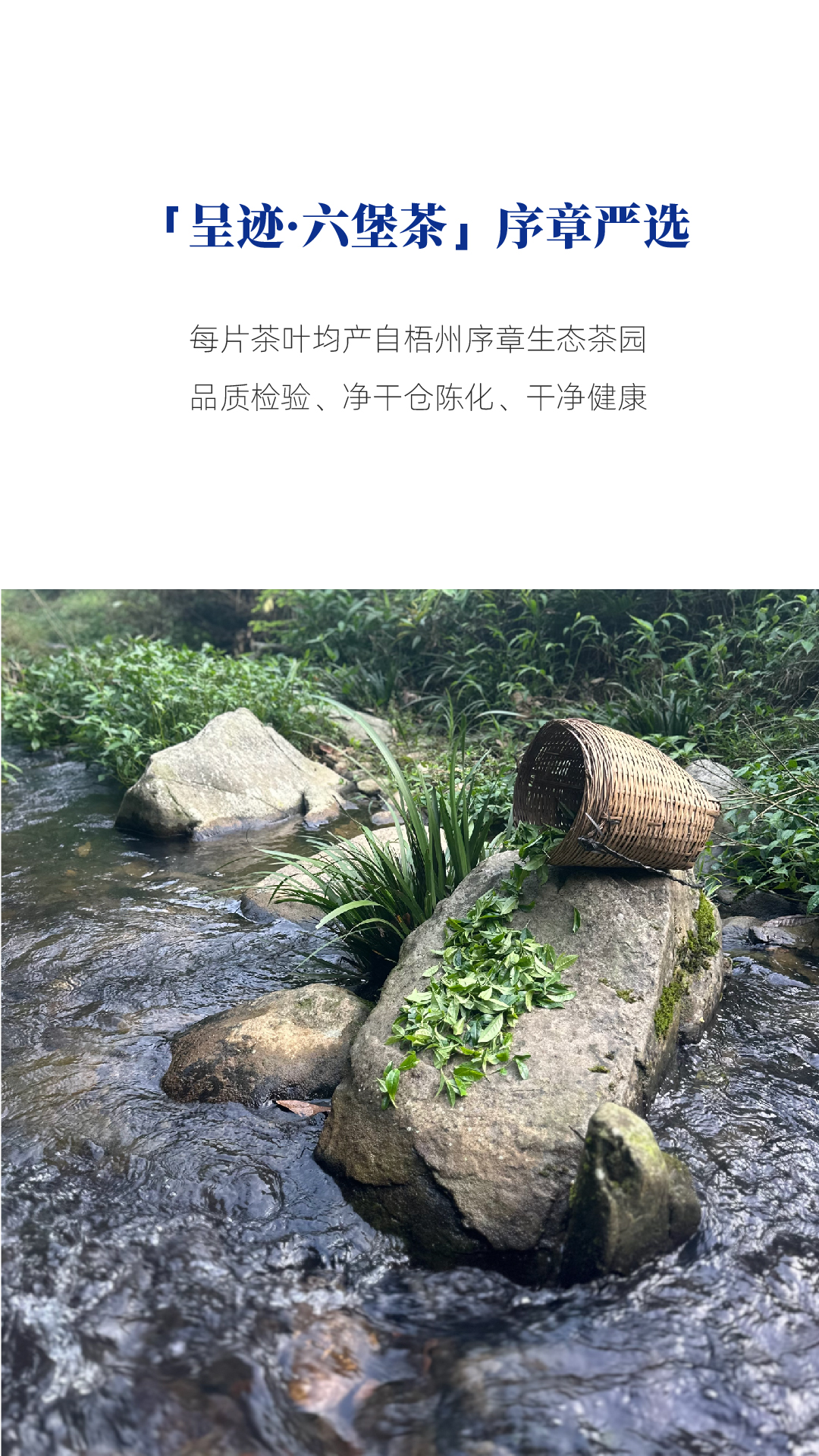 呈迹六堡茶_画板 1 副本 3.jpg