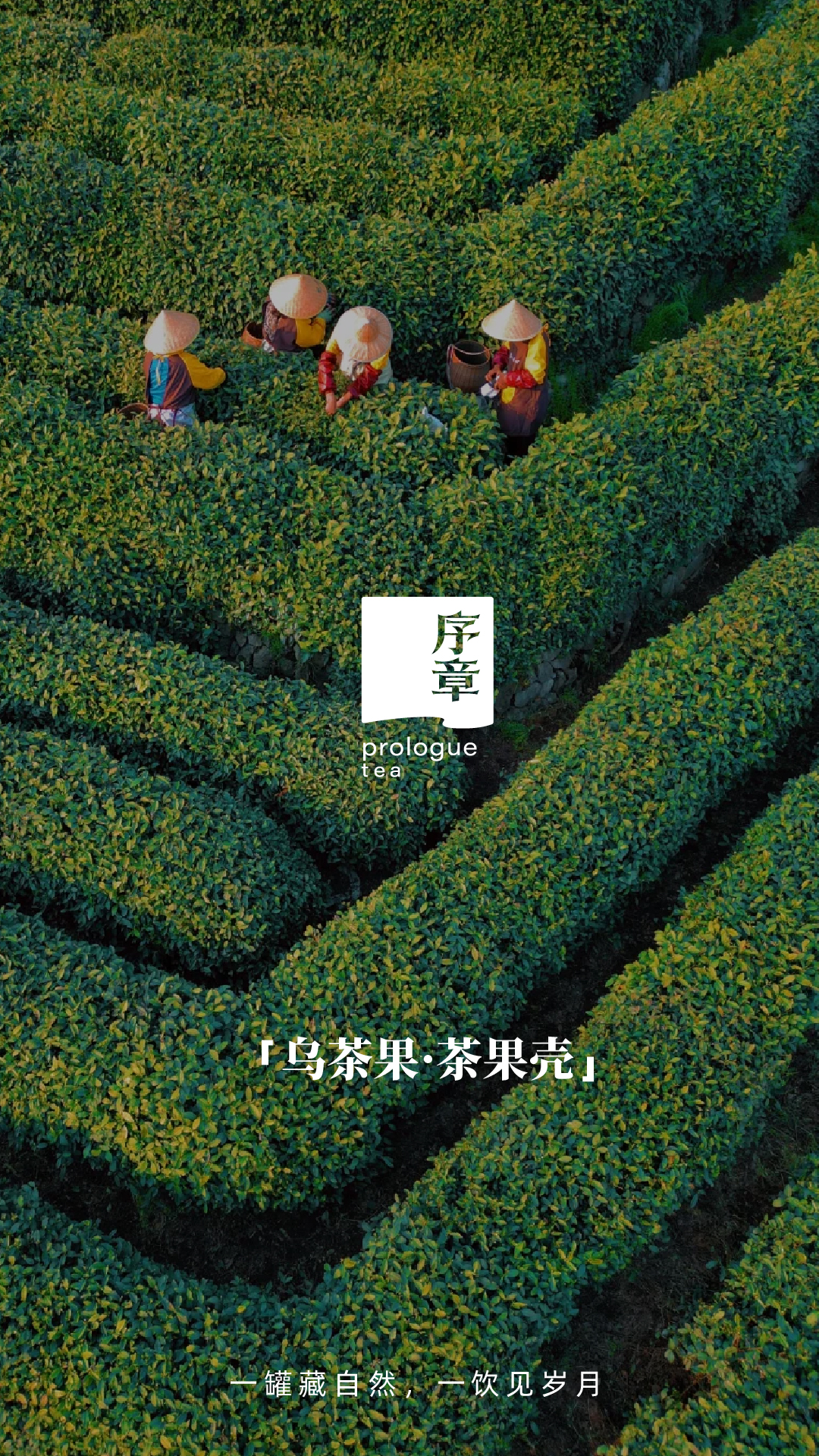 茶果壳_画板 1 副本 8.jpg